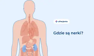 Ilustracja przedstawia ludzki tułów z zaznaczonymi narządami wewnętrznymi. W dolnej części brzucha widoczne są dwie niebieskie nerki, które u dorosłego człowieka są kluczowe dla filtracji krwi.