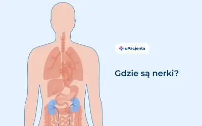 Ilustracja przedstawia ludzki tułów z zaznaczonymi narządami wewnętrznymi. W dolnej części brzucha widoczne są dwie niebieskie nerki, które u dorosłego człowieka są kluczowe dla filtracji krwi.