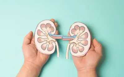Dłonie trzymają wycięte z papieru nerki, ukazujące przekrój. Ilustracja może symbolizować hipoplazję nerki.