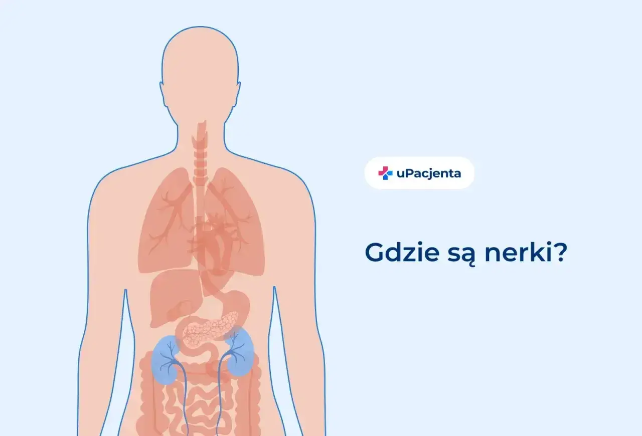 Ilustracja przedstawia ludzki tułów z zaznaczonymi narządami wewnętrznymi. W dolnej części brzucha widoczne są dwie niebieskie nerki, które u dorosłego człowieka są kluczowe dla filtracji krwi.